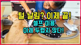 털 날림 0%????! 추석 비 오는 날, 흡입 애견 클리퍼로 가을이 셀프 미용 성공 후기! (feat. 첼…
