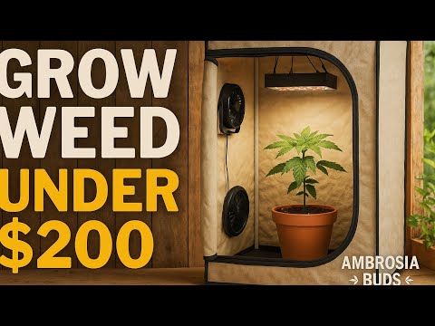 How To Grow Cannabis Cheaply & Easily