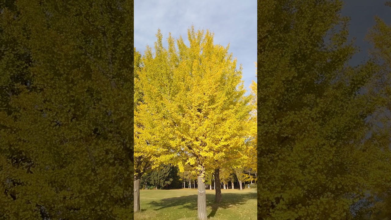 YouTube Short thumbnail