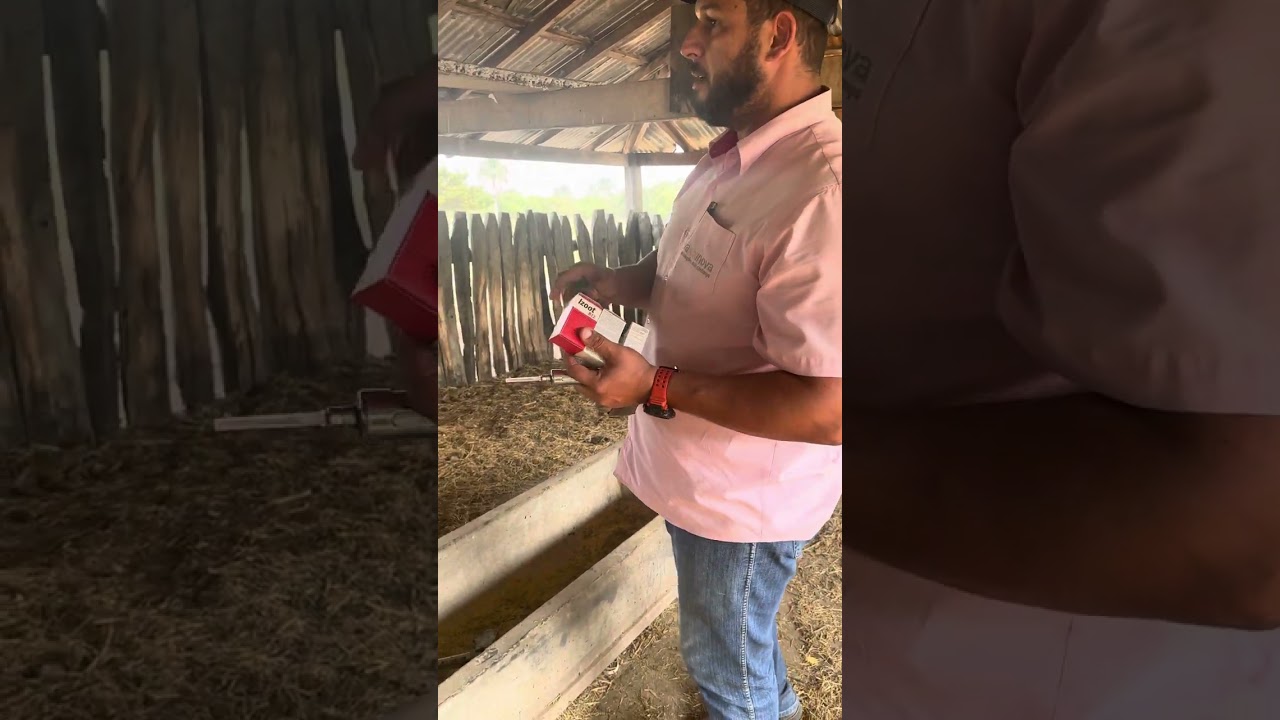 Tratamento de tristeza parasitária bovina e recuperação de bezerros debilitados.