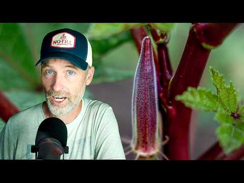 Embracing Death for Garden Growth: The Okra Show Insights
