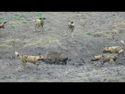 Wild Dogs vs Warthog