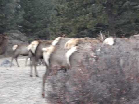elk migration