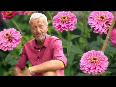 Kwiaty bez przekopywania: wskazówki jak sadzić i pielęgnować latem