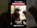 Bigfoot Finds White Powder Memes Shorts Ai Bigfoot