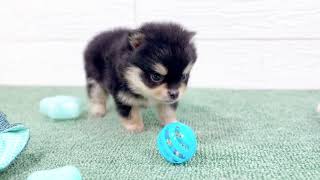 ハーフ犬の動画01