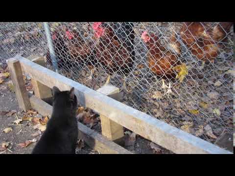 Josette & the Chickens - November 6, 2017