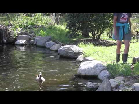 Neglected Ducks See Water for the First Time!