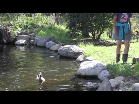 Docenas de patos se meten al agua en un estanque por primera vez