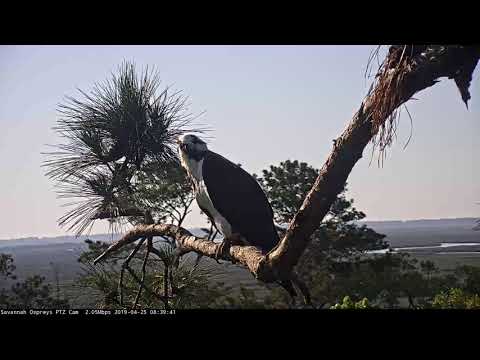 Male Osprey Perches Near Nest In Savannah – April 25, 2019