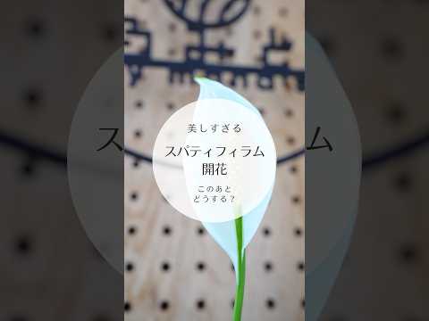 葉が黄色くなったスパティフィラムの手入れ方法は？原因は何ですか?  庭園