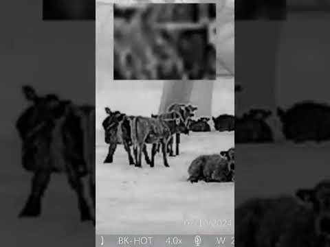 Тепловизор Pard Leopard 256-16 | Высокоточный тепловизионный монокуляр для ночного наблюдения (800 м) - фото 1 - id-p2458720028