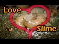 How do slugs mate? Explode? Mini-documentary