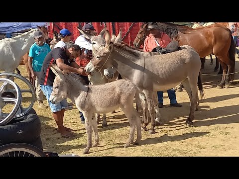FEIRA DE CAVALOS EM CAMPINA GRANDE-PB 22-10-2025 ANIMAIS BARATO DE 600 REAIS HOJE 