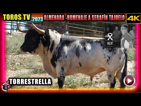 TORO DE TORRESTRELLA en HOMENAJE DE SERAFÍN TAJUELO EL DIA 23/09/2023 A LAS 17,30  Almenara  D.E.P.