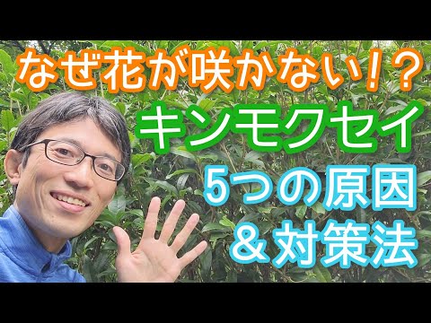 レンゲツツジが咲かないのはなぜですか?その原因と対処法をご紹介します！  庭園
