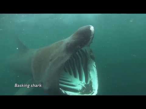 Eric Galler Demo's   Smithsonian's "Life in the Worlds Oceans"