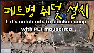 닭장 속에 페트병 쥐덫으로 쥐 잡기 Let's catch rats in chicken coop with PE…