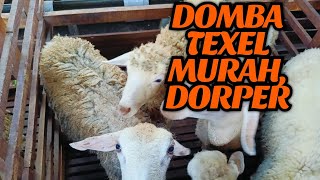 Download lagu CHEAP TEXEL DORPER SHEEP READY FOR SACRIFICE AND BREADING mp3