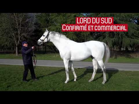 Balko, Feel Like Dancing, Lord du Sud & Voiladenuo, étalons PS au Haras du Lion