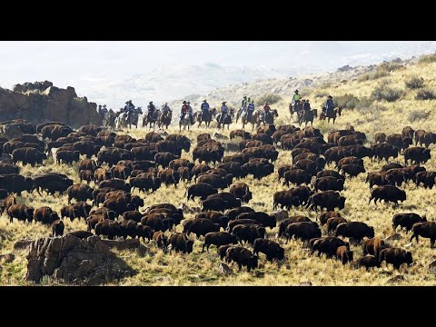Thousands of Bison Are Raised This Way By American Ranchers
