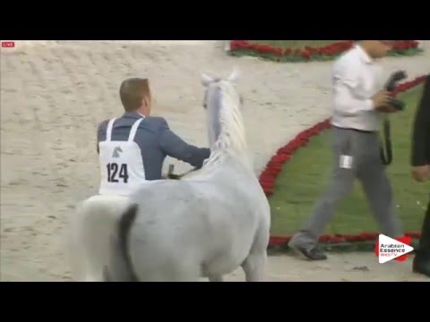 N.124 AL ARYAM BAREE - Sharjah 2016 - 3 years old Colts (Class 6)