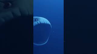 Download lagu iLustrasi ikan Nabi Yunus / ikan nun ⁉️ mp3