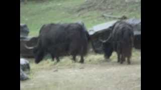 preview picture of video 'Domestic Yak at the Toronto Zoo'