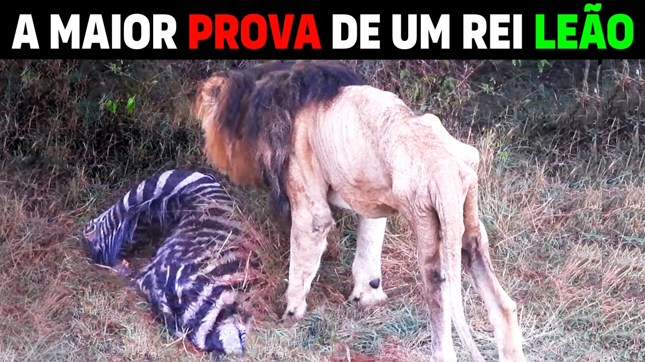 Here's what the LION does after being KICKED OUT OF THE POCKET