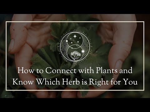 How to Connect with Plants and Know Which Herb is Right for You