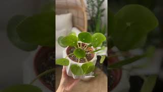 #shorts Chinese money plant care | easy houseplants | indoor plants for beginners | potted plants