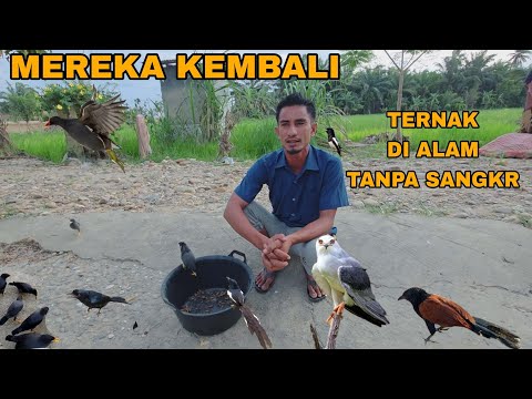 WOOWW MEREKA KEMBALI UNTUK BERKEMBANG BIAK_MERAWAT DI ALM