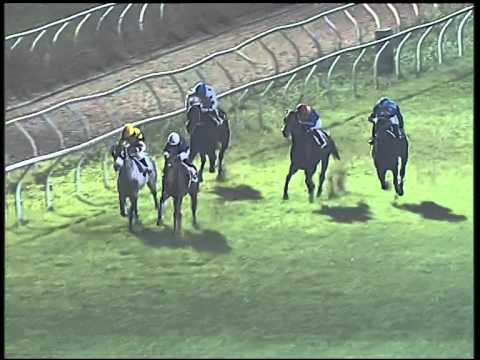 Galoppo 19/11/2014 - 5°corsa