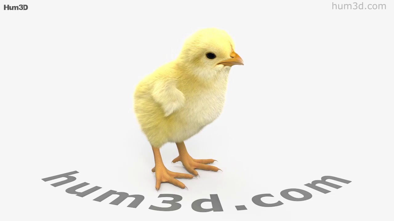 Chick 3D model by 3DModels.org