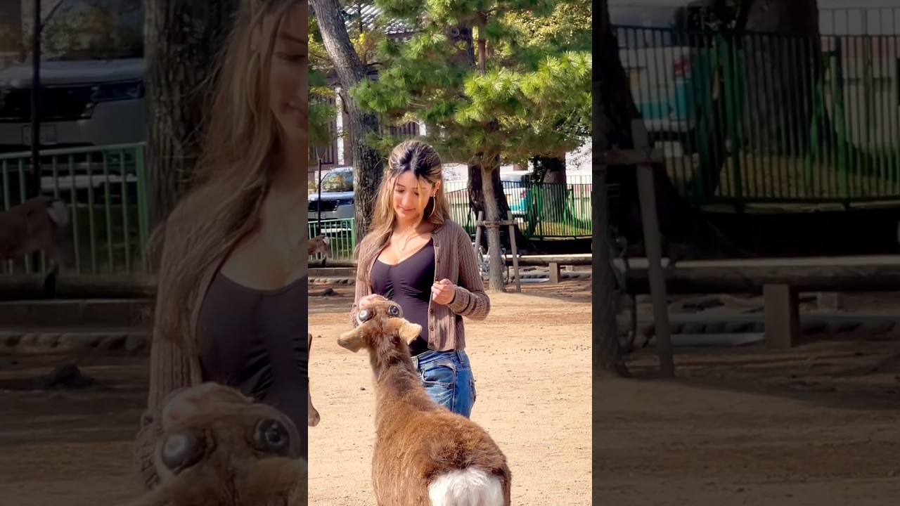 外国人観光客がシカにお米のビスケットを与えている。🦌♥️ #deerpark #zoo #八重垣神社祇園祭 #narapark