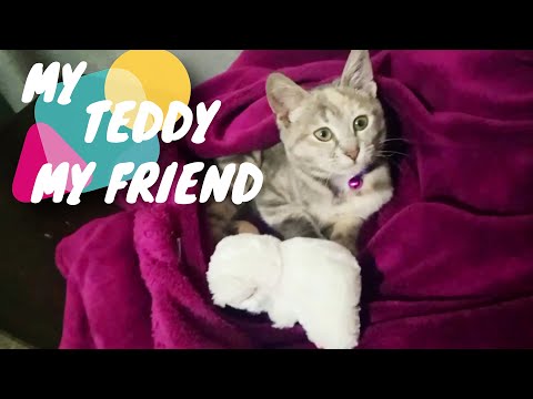 Kitten Play's With Her Teddy Before Bed Time 😸 AElly Cat