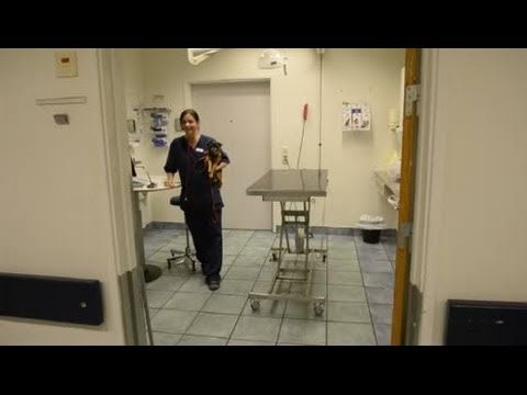 Fler fall av kennelhosta på djursjukhuset