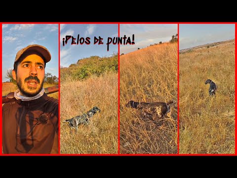 Este perro de caza 🐶Braco Aleman🐶 me deja 𝙘𝙚𝙧𝙘𝙖 𝙙𝙚𝙡 𝙙𝙚𝙨𝙢𝙖𝙮𝙤😲