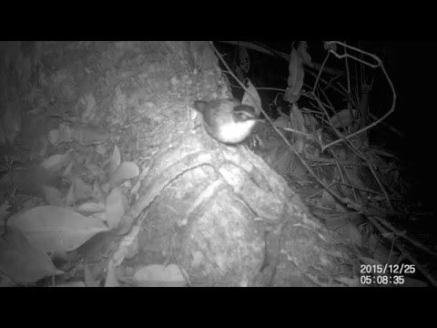 Black-capped babbler filmed on camera trap