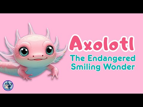 Axolotl – The Endangered Smiling Wonder