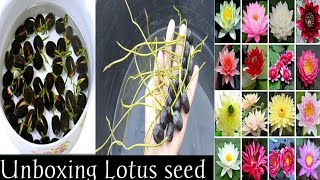 #onlinelotusseed Unboxing Flipcart Bee Garden Bowl Lotus seeds 40pcs waterLily part -1