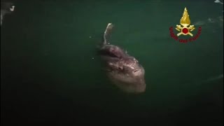 Brindisi, un pesce luna nella acque del porto