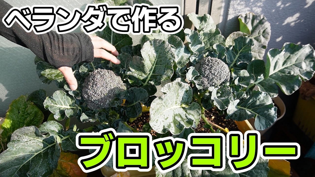 【ベランダ菜園】種まきから収穫まで～プランターで育てるブロッコリー