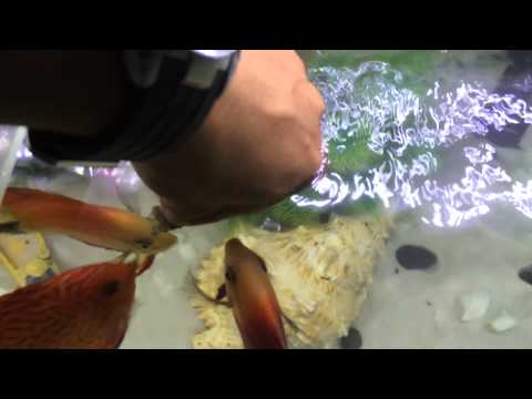 Discus fish tank