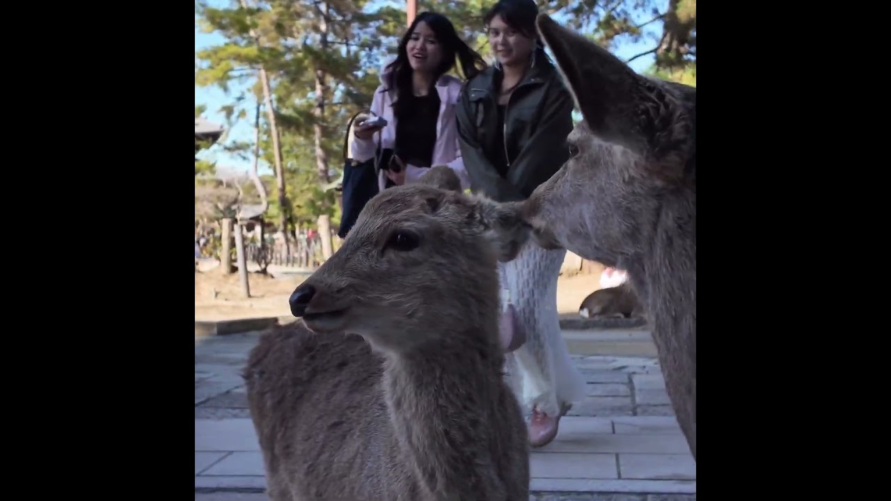 南大門の親子 #奈良公園 #鹿