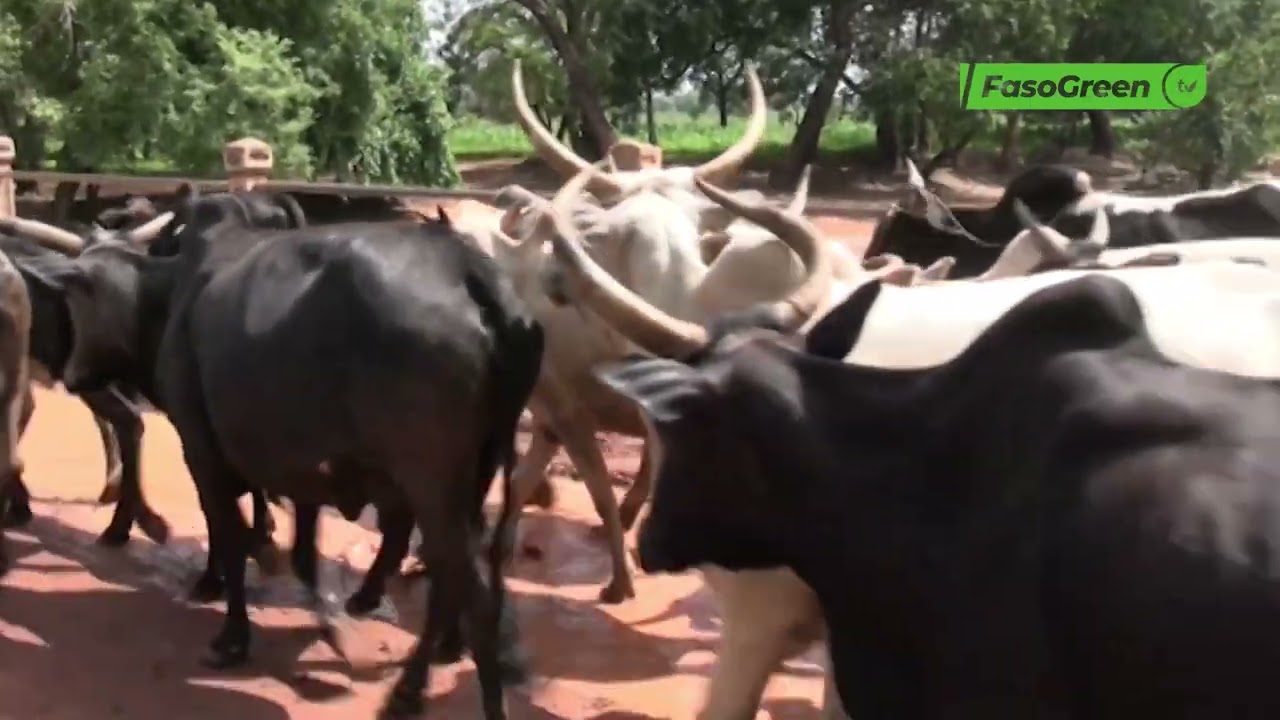 Campagne agropastorale: Le ministre d'Etat Ismaël SOMBIE encourage des éleveurs de la Bougouriba