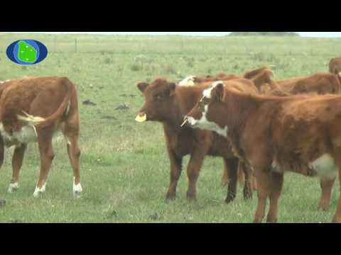 Predio Foco Gustavo González, Molles de Timote, Florida.