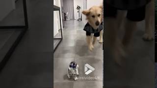 animales el perro y el robot