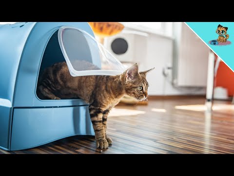 Why Your Cat Use The Litter Box IMMEDIATELY After You Clean It!