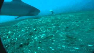 VideoRay Pro 4 HD ROV - Tiger Shark Taking Bait
